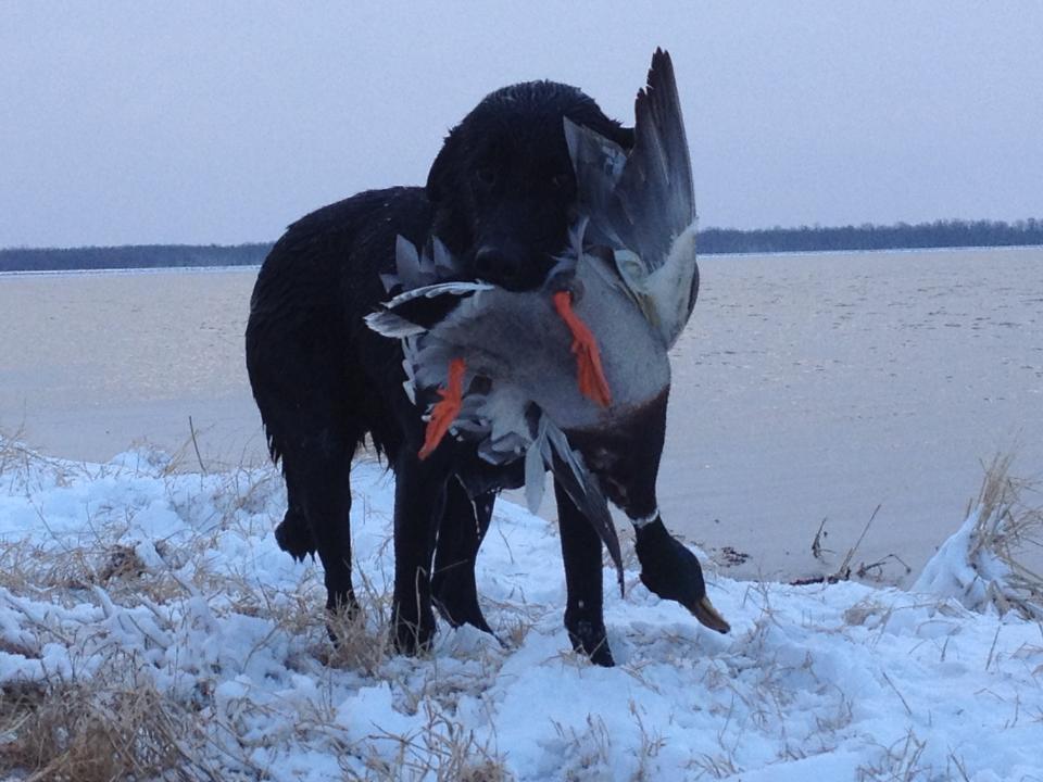 Another great year duck hunting at Big Creek Waterfowl Club Arkansas