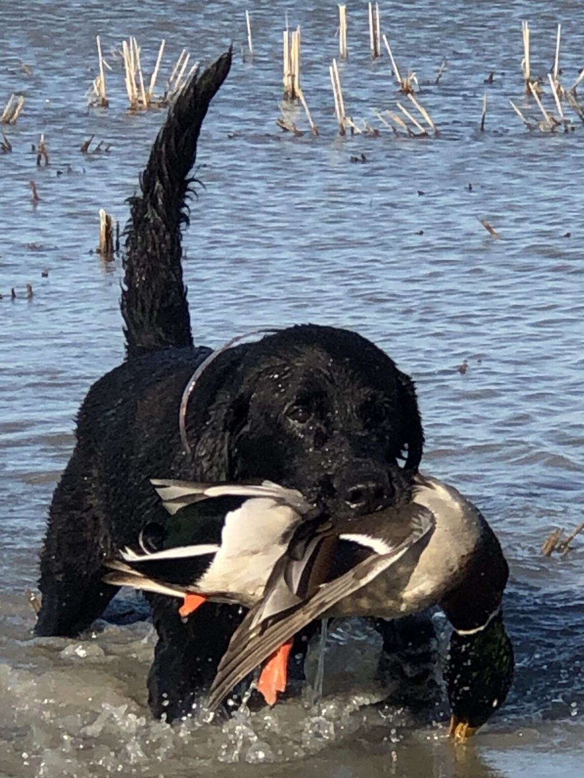 Duck Hunting Regulations Arkansas