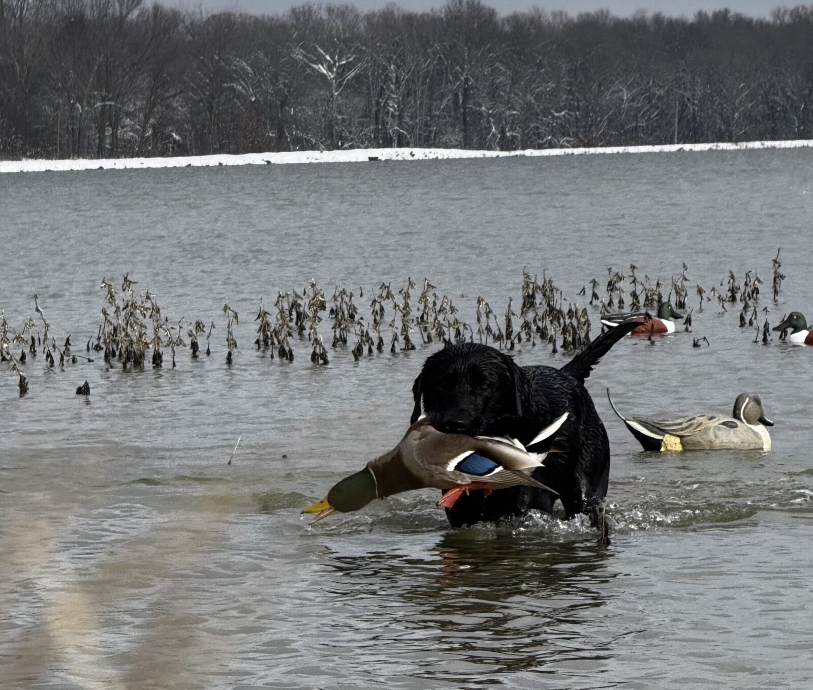 Arkansas Duck Hunting